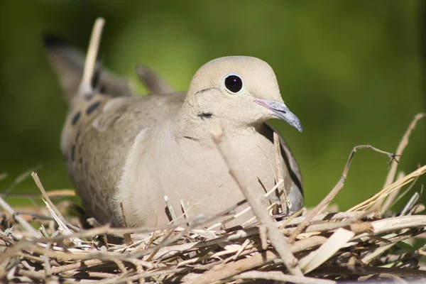 Een vrouwelijke rouw duif zit op haar nest in Zuid-Californië. — Stockfoto
