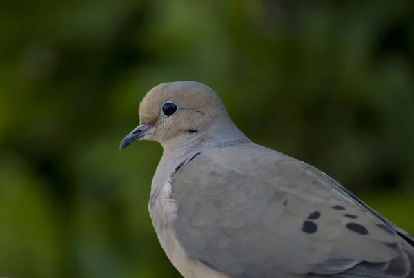 A female dove sits on a fence in Southern California. — Stock Photo, Image