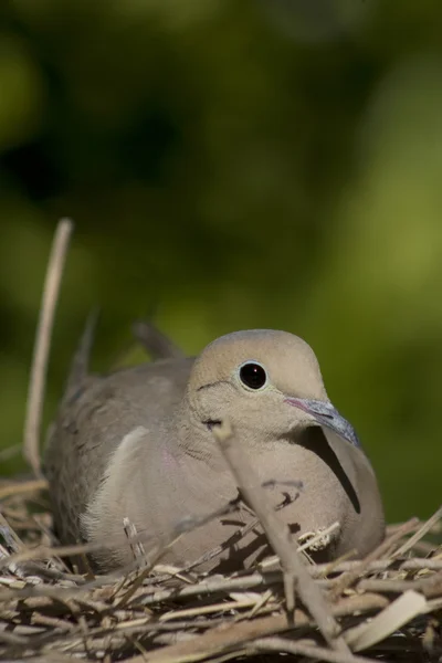 女性的哀悼鸽子坐在她在南加州的巢上. 图库照片