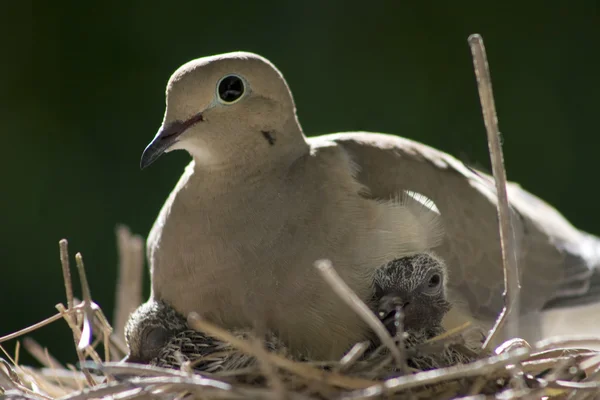 Птица сидит в гнезде со своими детьми. . Стоковое Фото