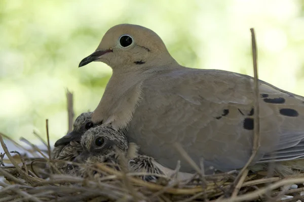 Птица сидит в гнезде со своими детьми. . Лицензионные Стоковые Изображения