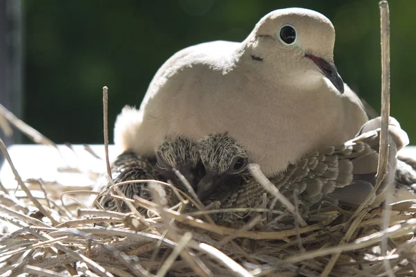 一只母鸟坐在自己的窝与她的孩子. 图库图片