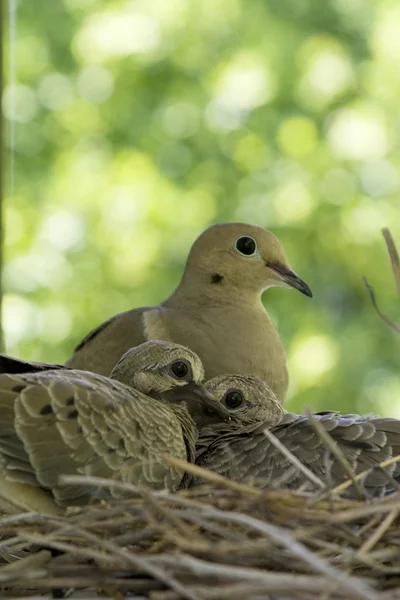 Een vrouwelijke vogel zit op haar nest met haar baby 's. Rechtenvrije Stockfoto's