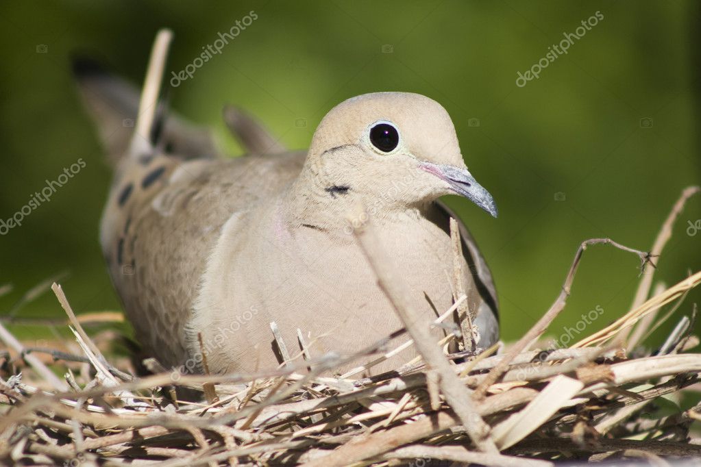 A female mourning dove sits on her nest in Southern California. — Stock ...