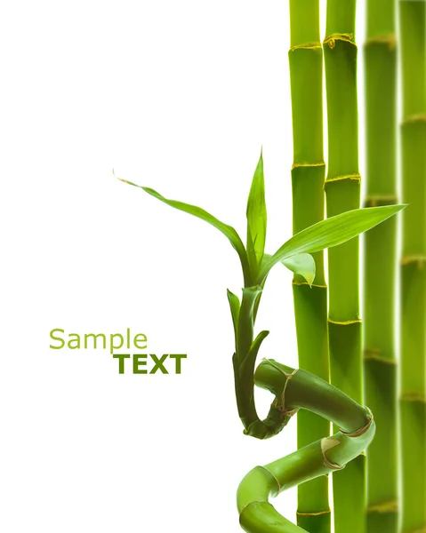 Zöld bambusz Stock Kép