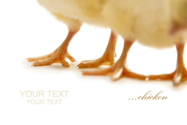 Gelbes Huhn — Stockfoto