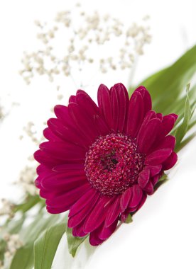 Gerbera