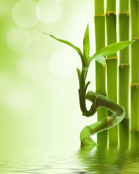 绿色竹 — 图库照片