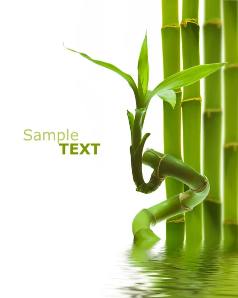 Bambus Stockbild
