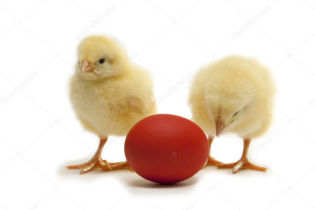 Chicken with red egg