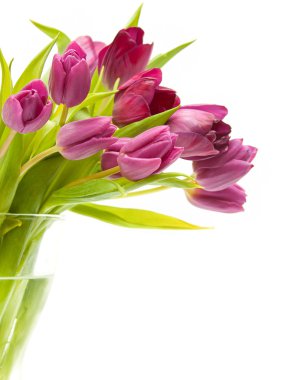 Pulip in a vase clipart