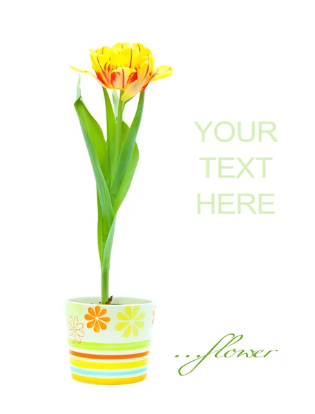 Tulip in pot — Stock Photo, Image
