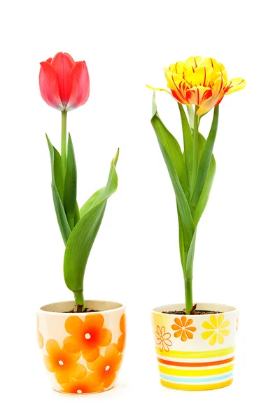 Цветные тюльпаны в керамических горшках — стоковое фото