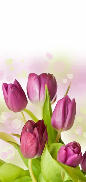 Tavaszi érzés-val rózsaszín tulipán — Stock Fotó