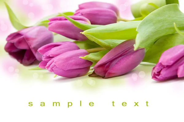 Szép tulip kacsapástétom Jogdíjmentes Stock Képek