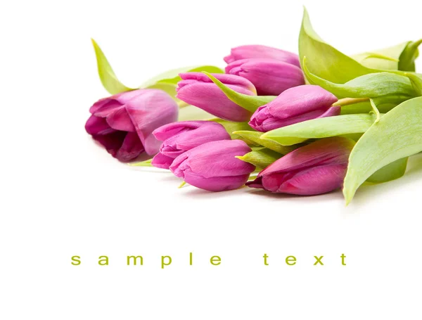 Elszigetelt kacsapástétom lila tulipán Stock Fotó
