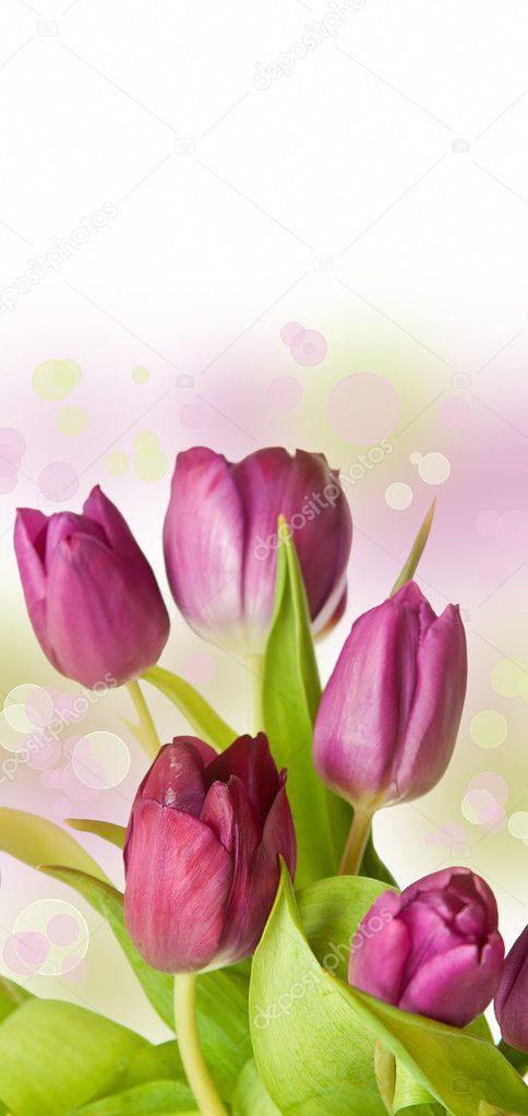 Spring feeling with pink tulip