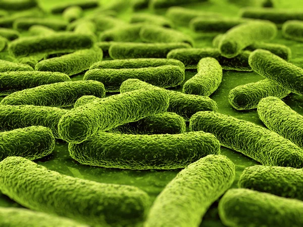Бактерії — стокове фото