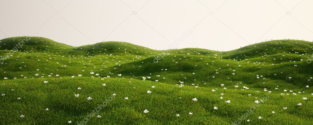 Grass field with white flowers