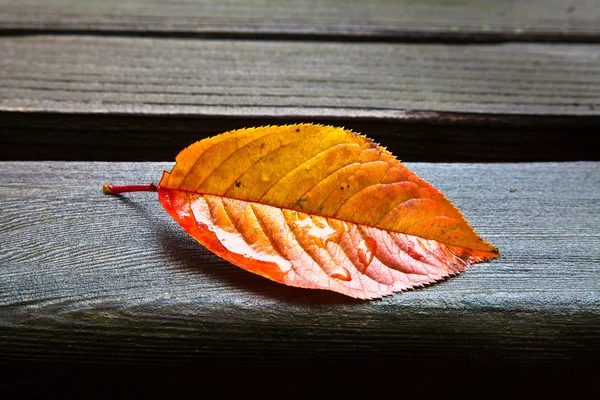 stock image All Alone (Fall Leaf)