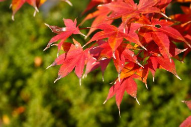 Red Maple Leaves on Green Background clipart