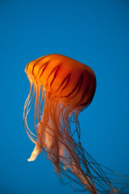 parlak mavi zemin üzerinde yüzen turuncu denizanası