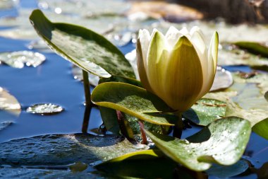 White Water Lily in a Pond clipart