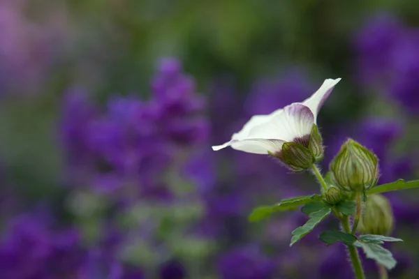 Λευκό άνθος σε μοβ φόντο — Φωτογραφία Αρχείου