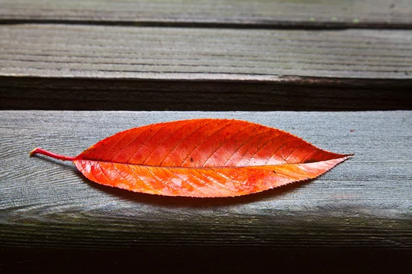 stock image All Alone (Red Fall Leaf)