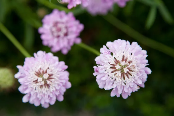 Lavender Pincushion Flower — Stock Photo, Image