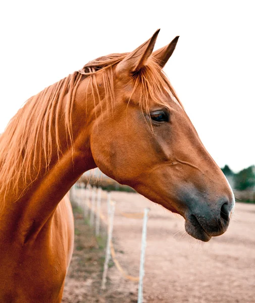 Porträtt av en kastanj häst — Stockfoto