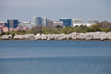 Washington DC Cherry Blossoms at Tidal Basin clipart