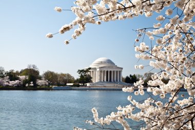 Washington DC Jefferson Memorial with Cherry Blossoms clipart