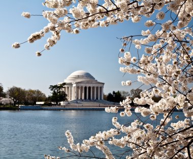 Washington DC Jefferson Memorial with Cherry Blossoms