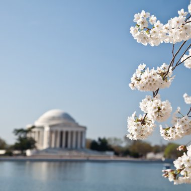 Washington DC Jefferson Memorial with Cherry Blossoms