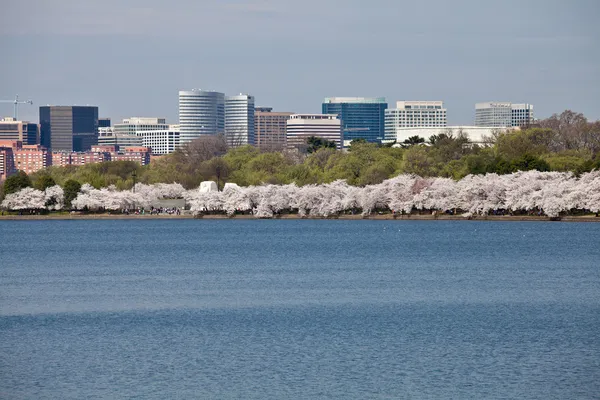 Washington DC Flores de cerezo en la cuenca de las mareas — Foto de Stock