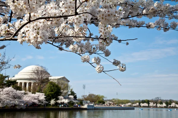 Washington dc jefferson památník s Třešňové květy — Stock fotografie