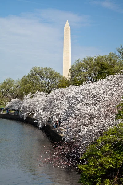 Washington dc Washingtonmonumentet återspeglas i tidvatten bassäng med — Stockfoto