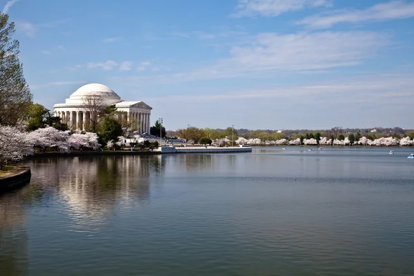 Washington dc jefferson památník s Třešňové květy — Stock fotografie