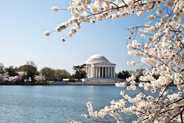 Washington DC Jefferson Memorial con fiori di ciliegio — Foto Stock
