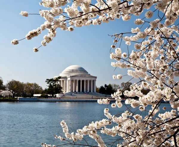 Мемориал Вашингтона Джефферсона с вишневыми цветами — стоковое фото