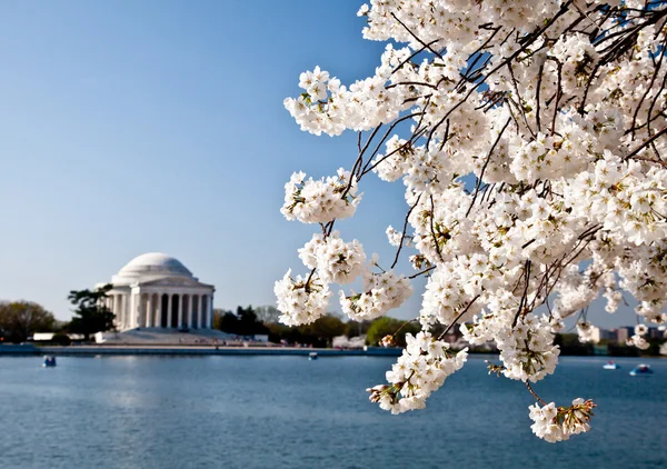 Washington DC Jefferson Memorial con flores de cerezo —  Fotos de Stock