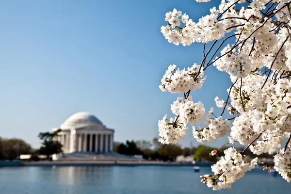 Мемориал Вашингтона Джефферсона с вишневыми цветами — стоковое фото