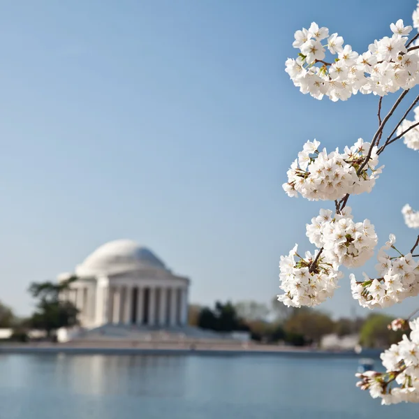 Washington DC Jefferson Memorial con flores de cerezo —  Fotos de Stock