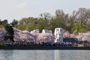 Martin luther king anıt washington dc kiraz çiçeği ile