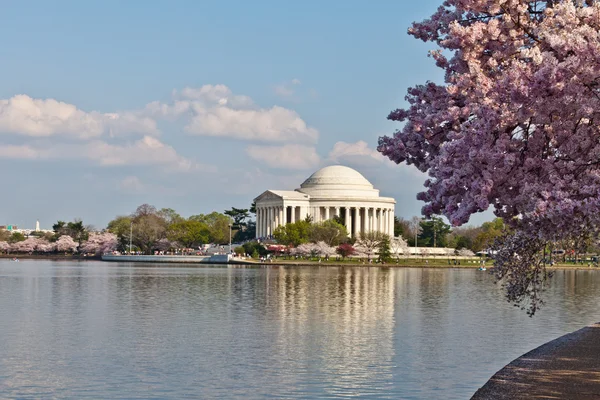 华盛顿杰斐逊纪念堂与樱花 — 图库照片