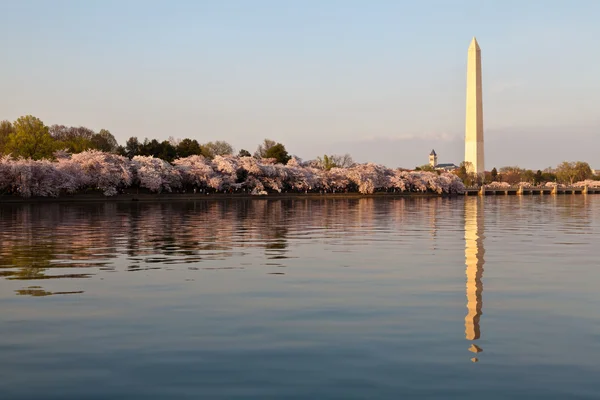 Washington DC Washington Monumento refletido na Bacia Tidal com Fotos De Bancos De Imagens