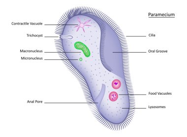 Paramecium with labels clipart