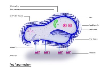 Pet Paramecium