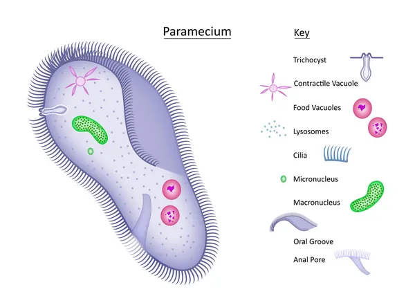 Paramecium met sleutel — Stockvector
